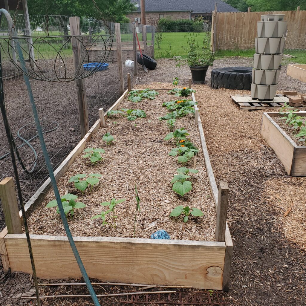 heavy layering of wood chips in raised beds because we are gardening god's way