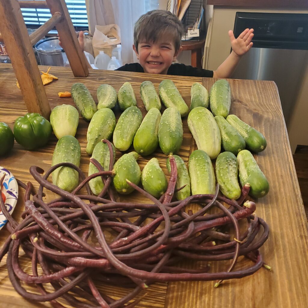 summer harvest because we garden god's way