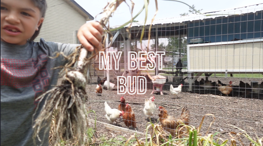 harvesting our Garlic planted in the fall