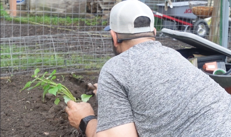 Planting sweet potatoes gardening god's way