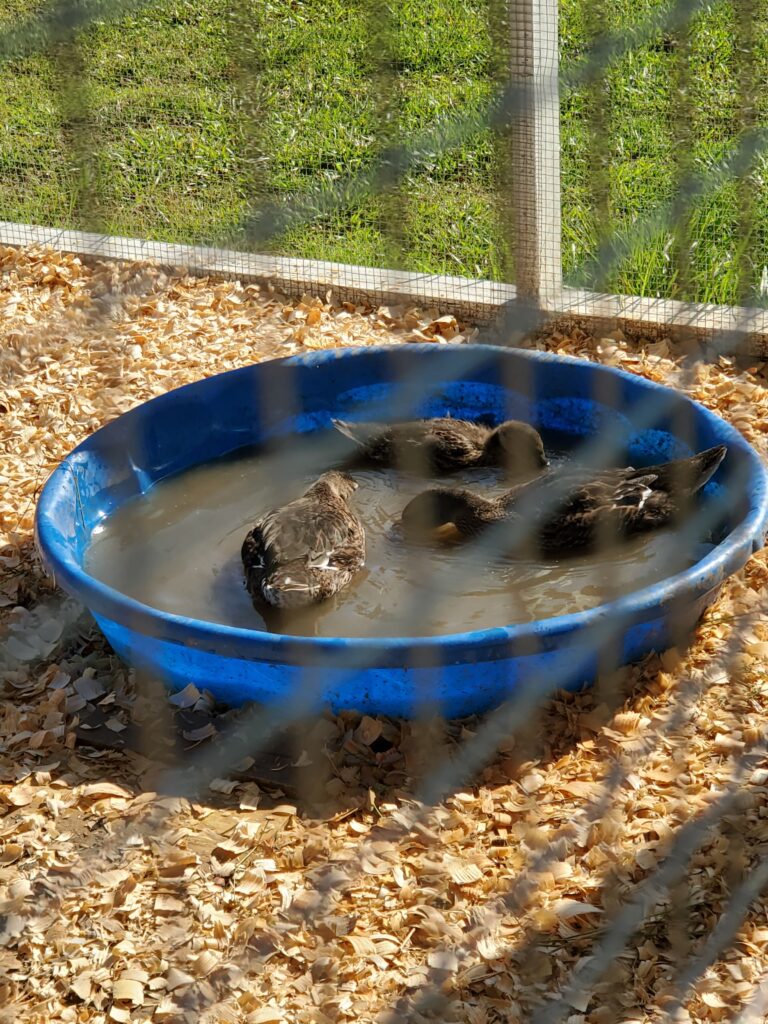 ducks in kiddie pool