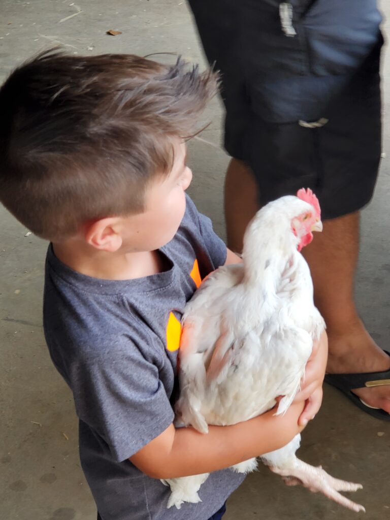 Learn how to raise chickens for meat