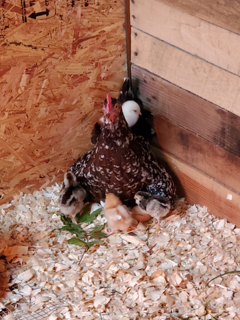 egg laying chicken hatches out chicks