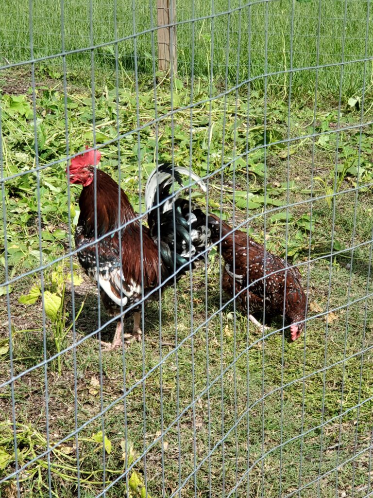 Speckled Sussex Egg Laying chickens