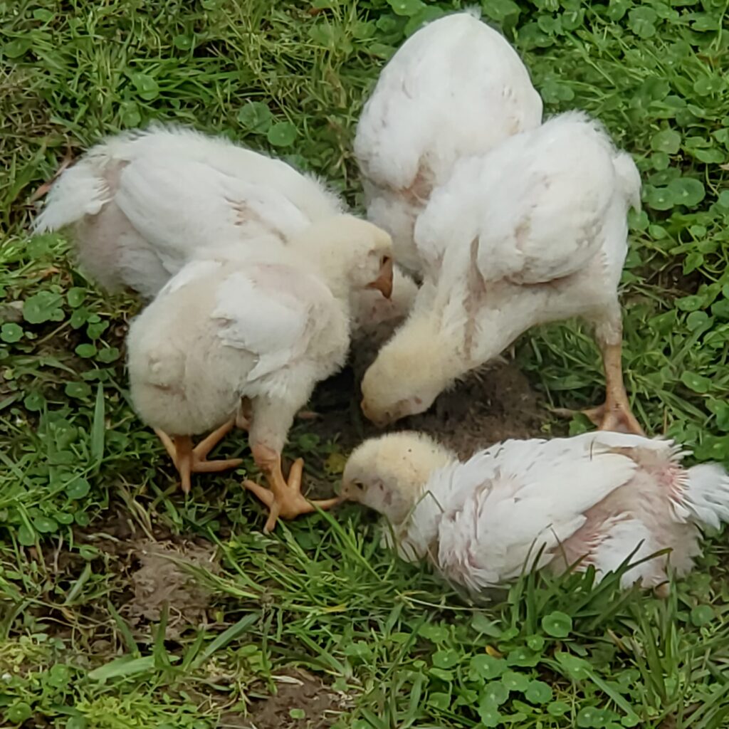 Cornish Cross chicks