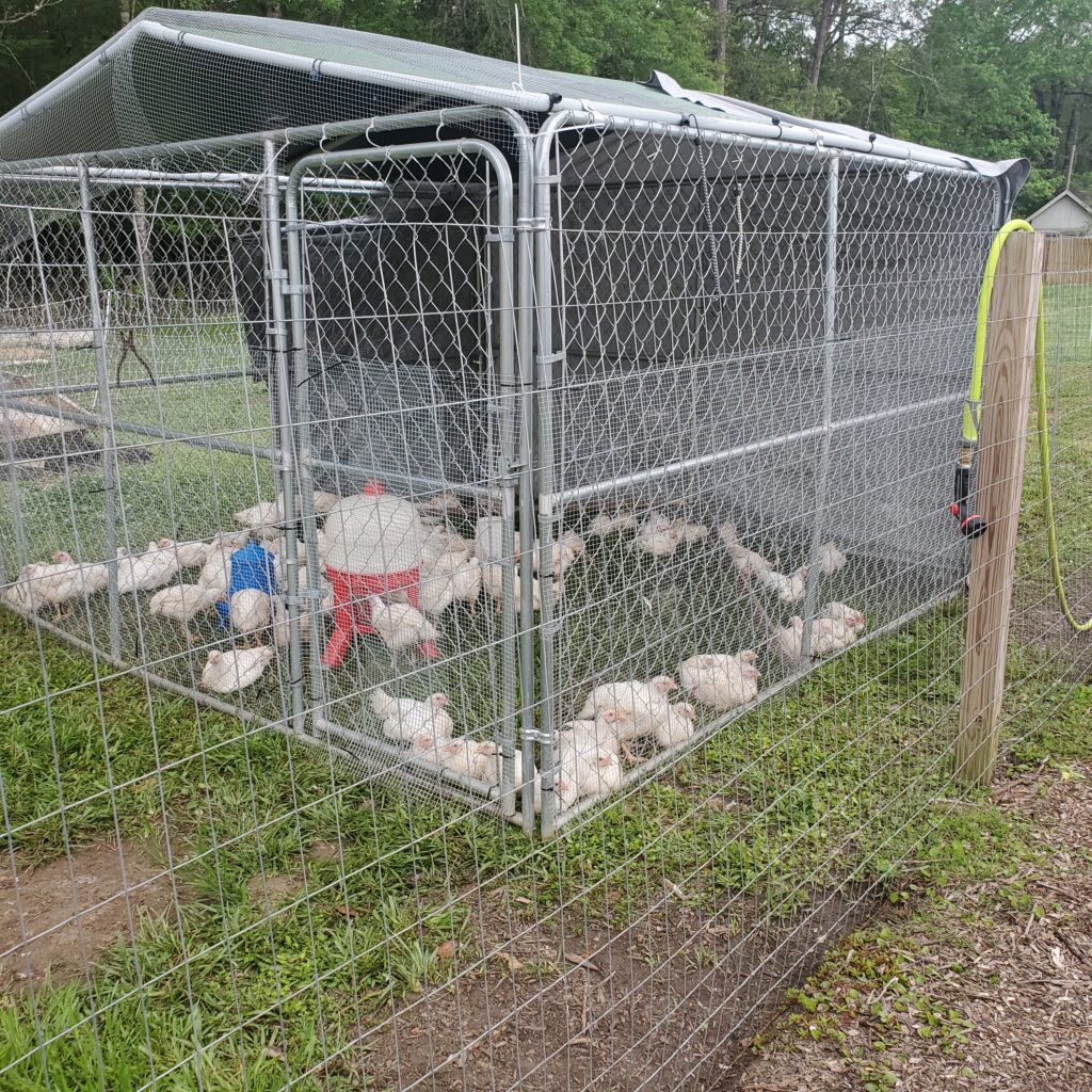 10x10 chicken tractor