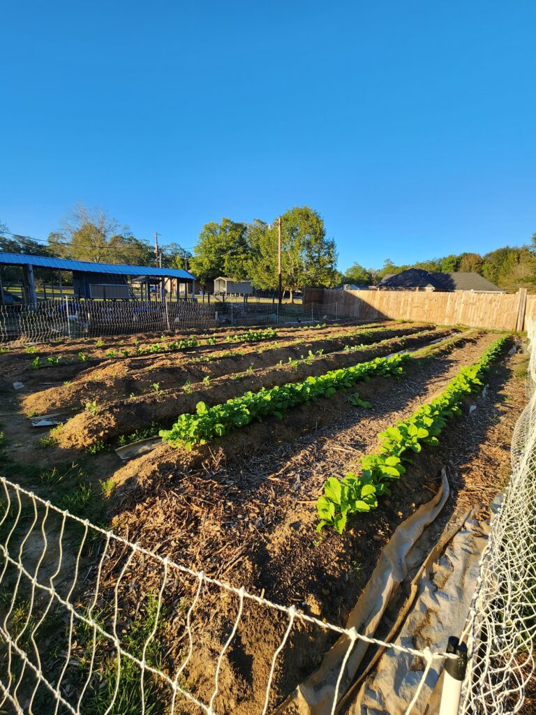 Hagan Homestead Fall Gardening