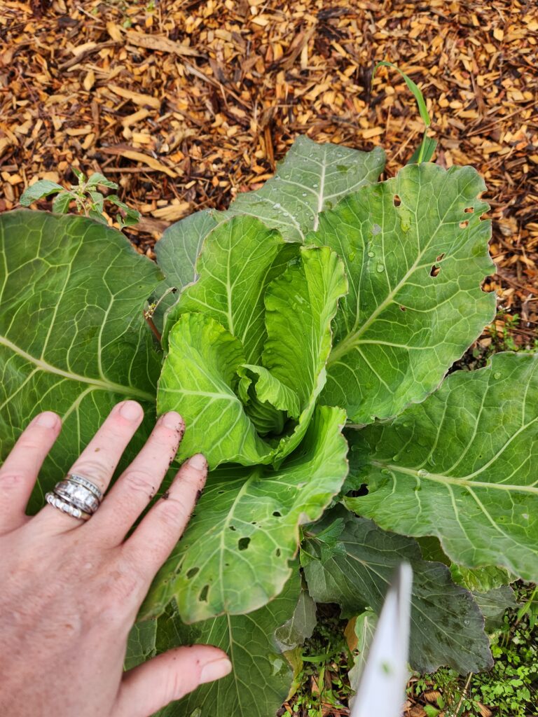 cabbage in the fall garden