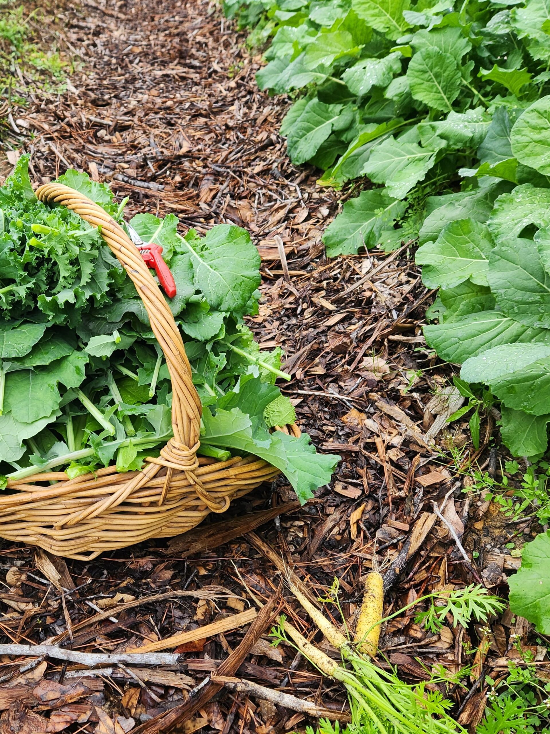 mustard green harvest for fall gardening