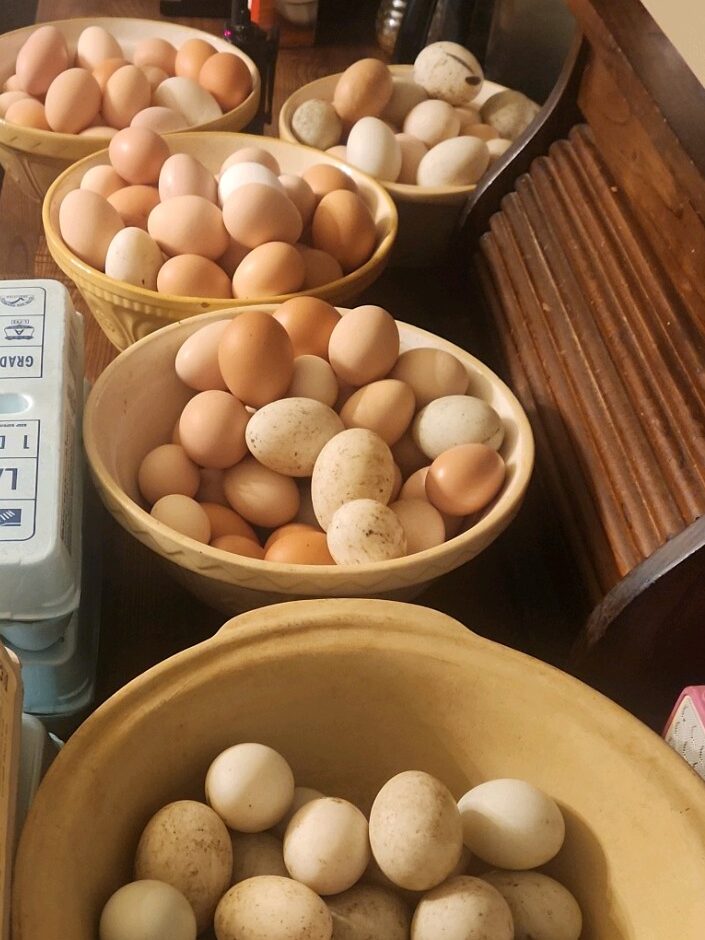 The Hagan homestead egg collection