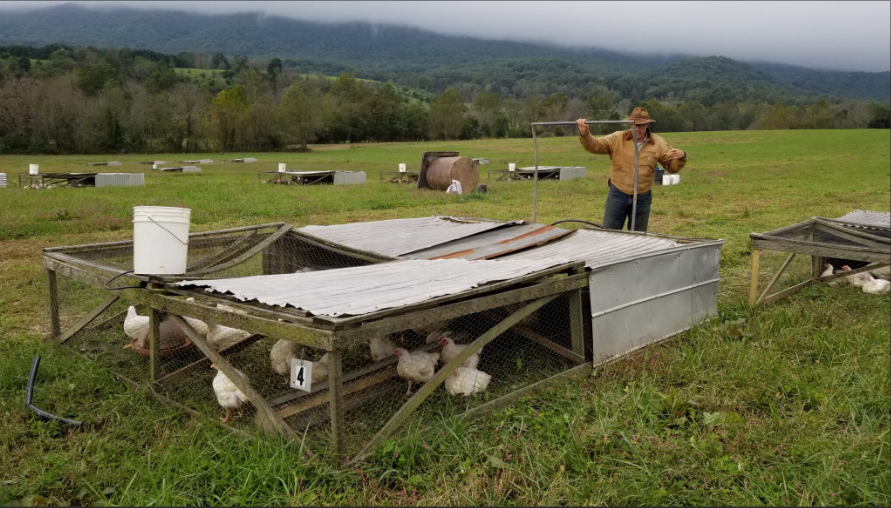 Joel Salatin chicken tractor