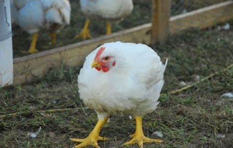 cornish cross meat bird