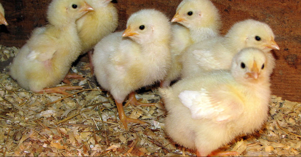 Cornish Cross chickens for meat