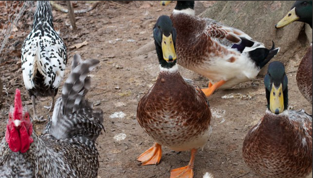 ducks and chickens together