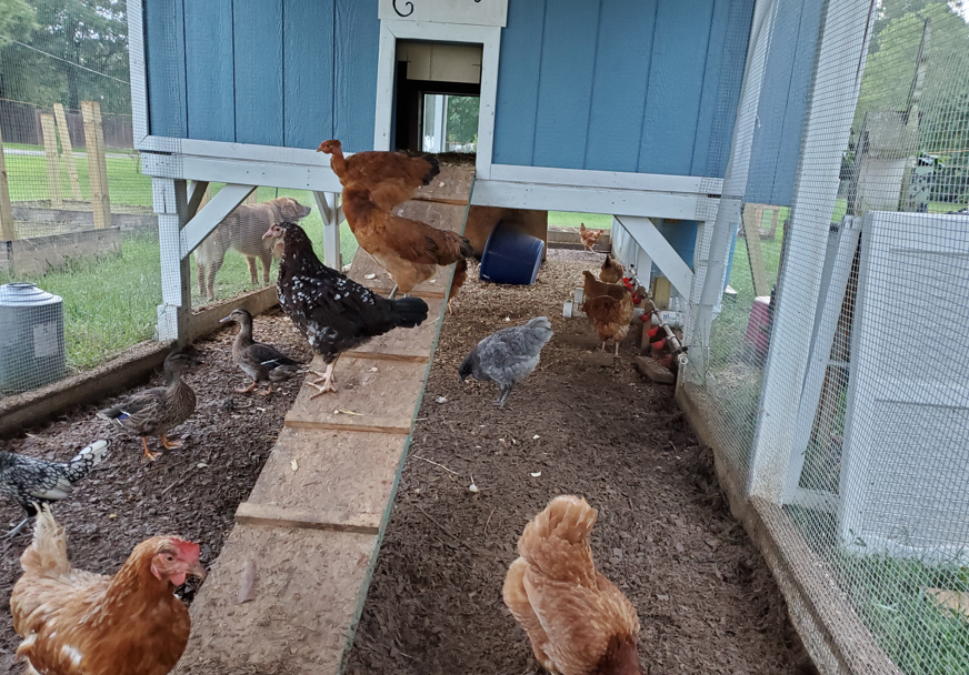 Raising chickens at the Hagan Homestead