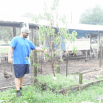 hagan homestead